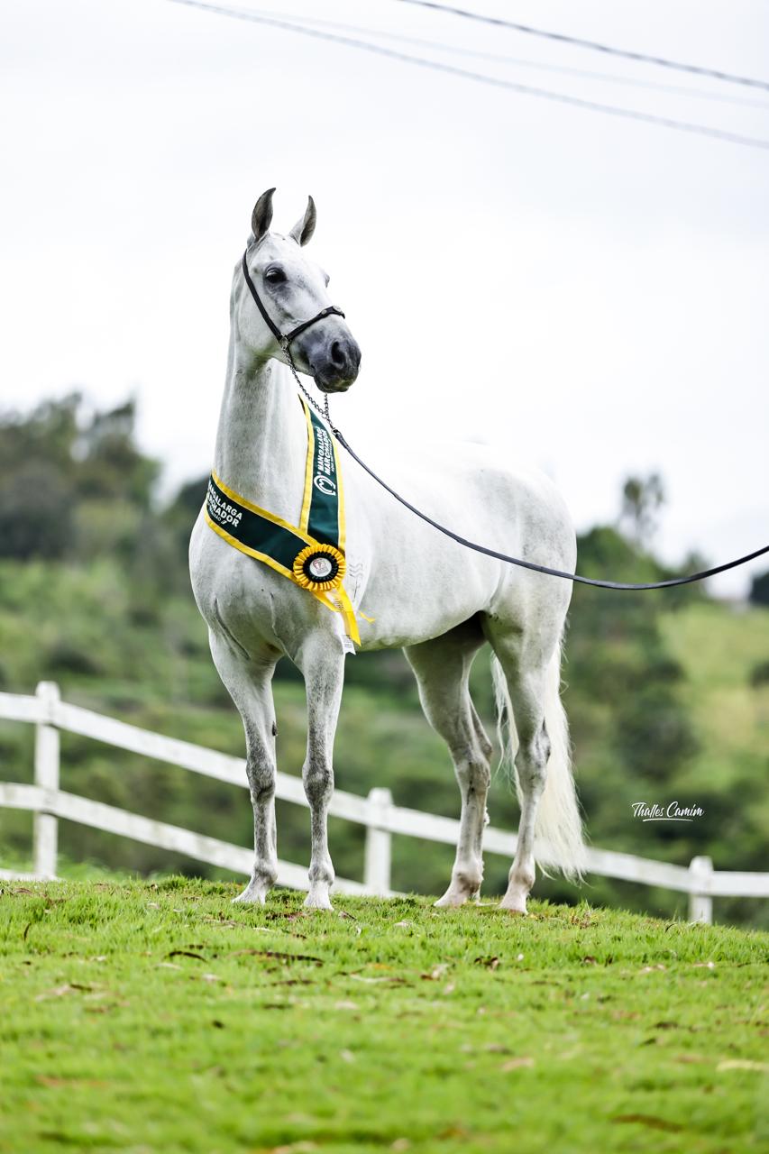 Badalada do Rio Forte