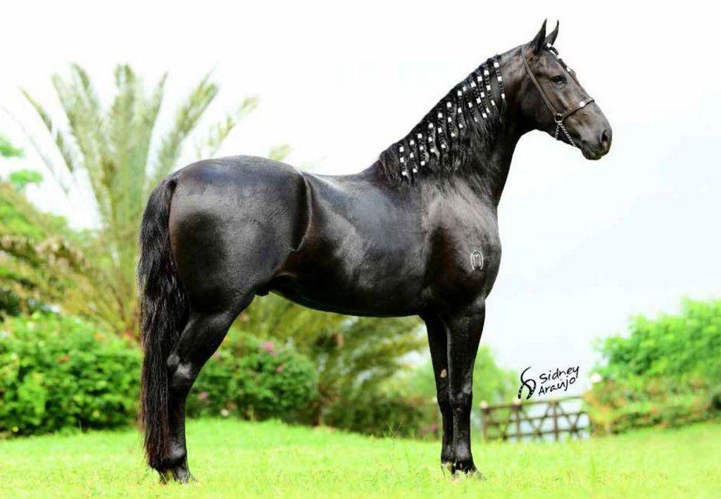 Garanhão Ébano CS VB